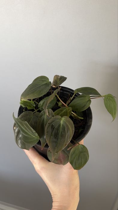 Филодендрон миканс