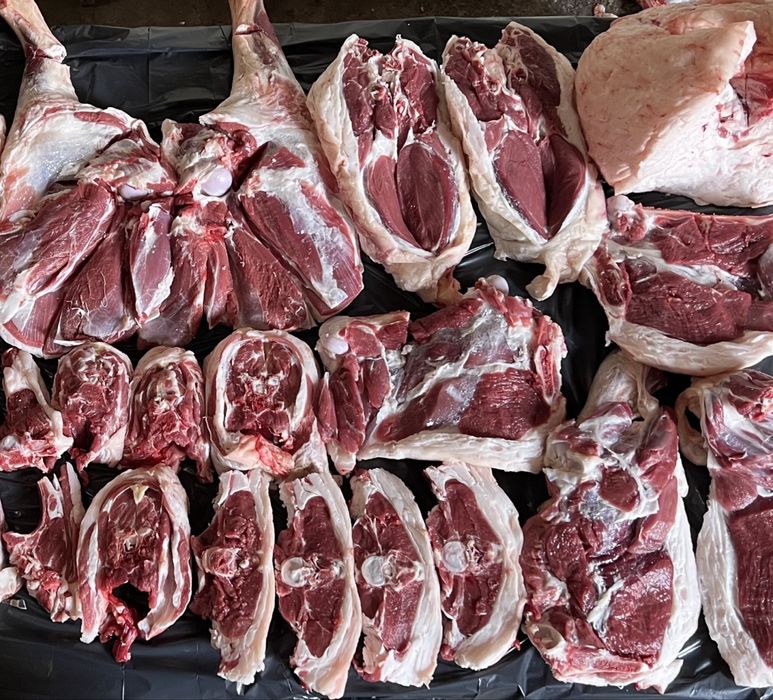 Aqiqaga qo’chqorlar‼️