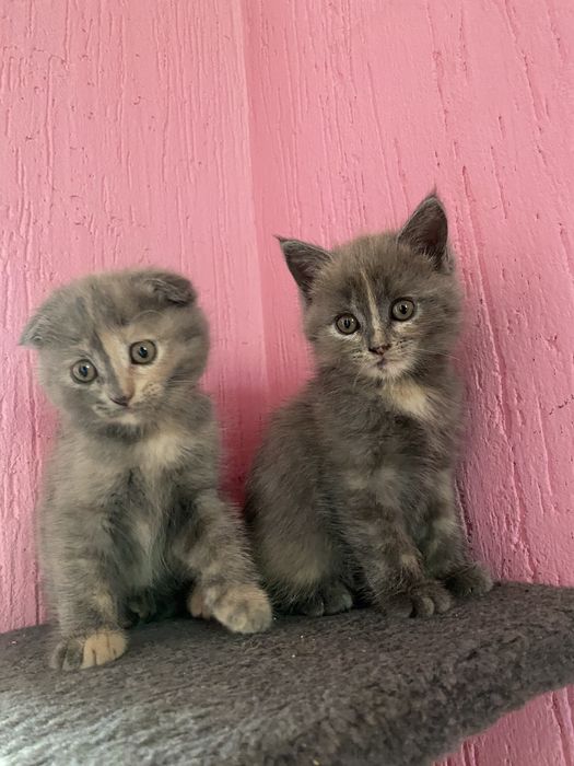 Отдам кошечек в заботливые руки