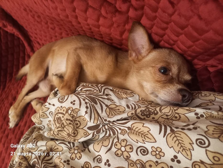 Кобель ищет невесту