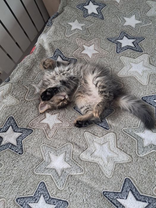 Котёночек игривый