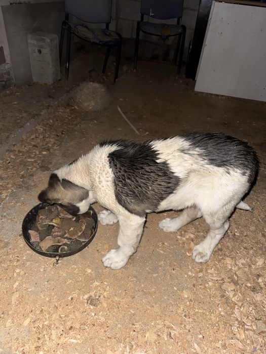 Күшік линия қарабас!!!