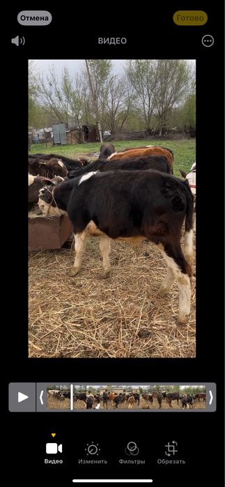 Продаю бычков 6 7 месяцев возраст