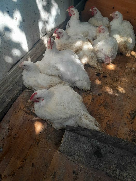Бролерные курицы