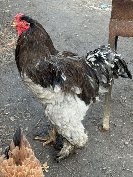 Инкубационные яйцо брамы