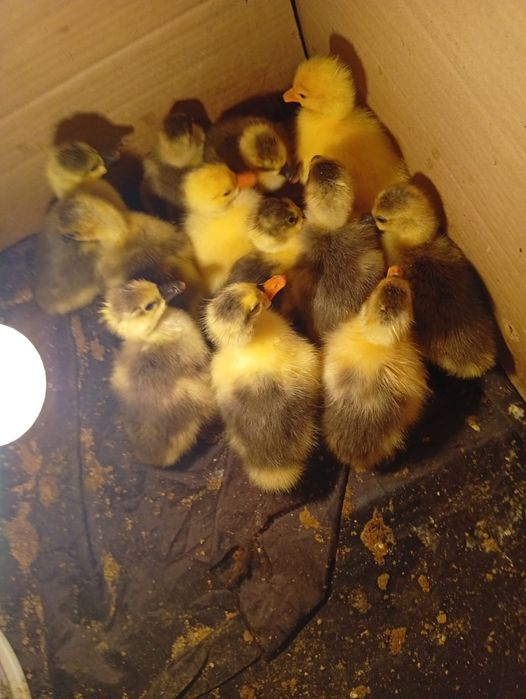 Продам  гусят.5 дней