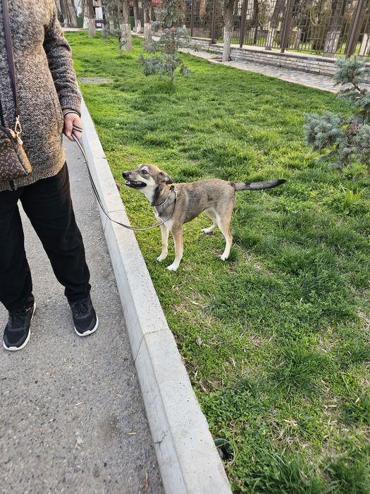 Дворняжка девочка. В Добрые Руки!