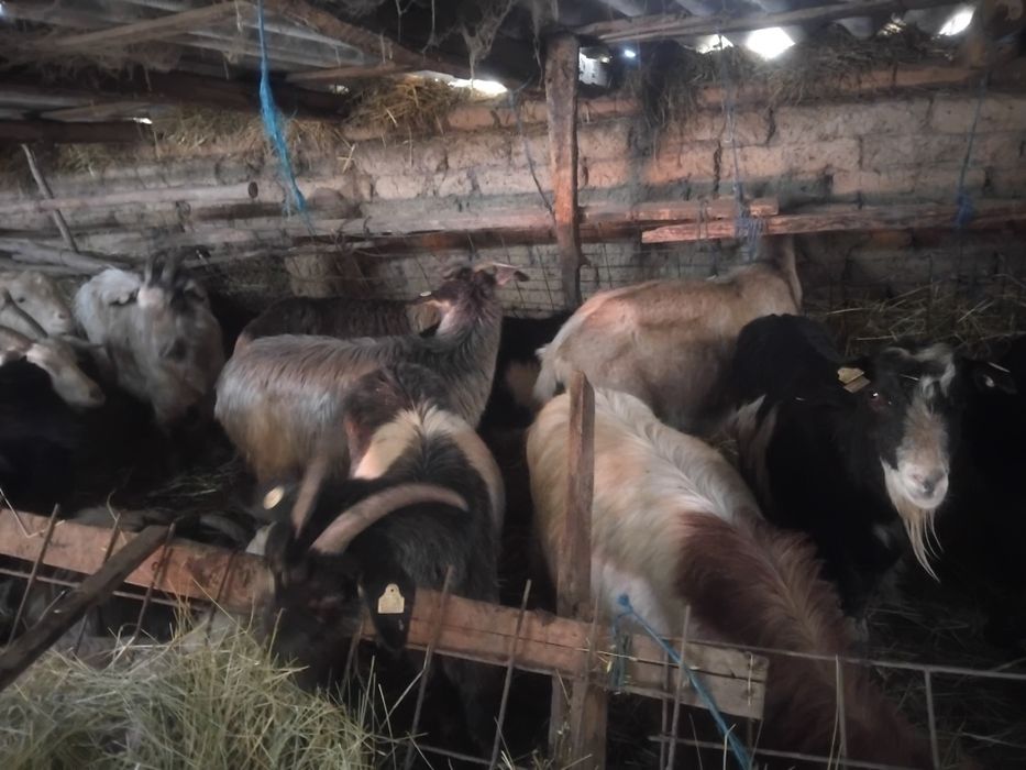 Vând 130 capre mai multe detalii sunati