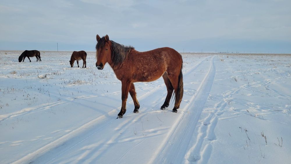 Продаю Байтал три года