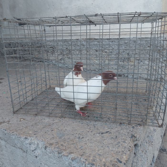 Кызылбас пара лет с игрой