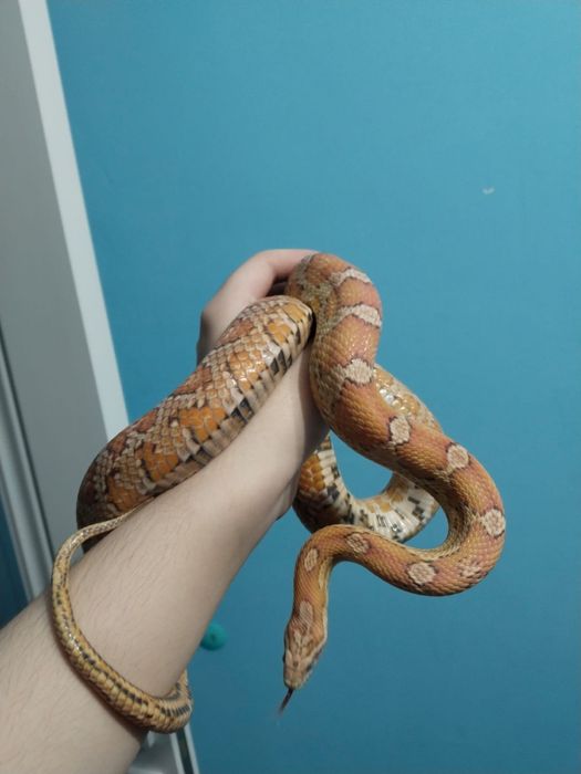 Маисовый полоз самка