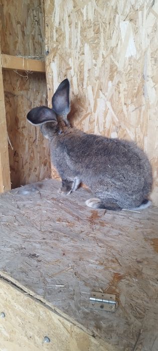 Iepuri Uriaș German Gri disponibil