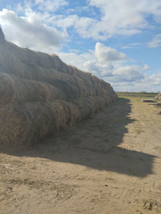 Продам сено луговое и жетняк