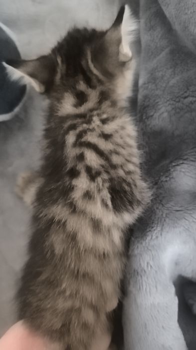 Отдадим даром котенок