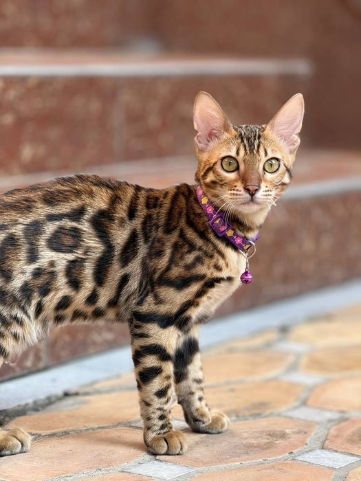 Xaqiyqiy toza bengal 6 oylik Qizbola