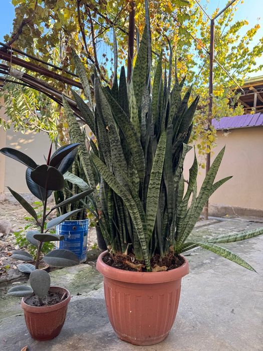 Xonaki gullar. Uy va ofislar uchun