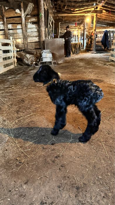 Жас туған қозылар сатылады.