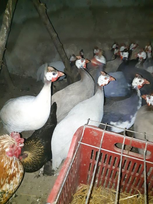 Ouă bibilică exotică pentru incubat !