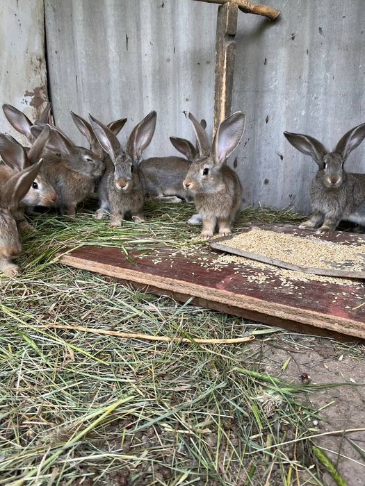 Породистые кролики