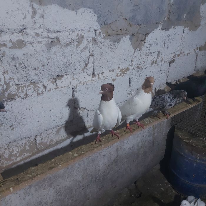 Сарыбас Кызылбас чубати пара