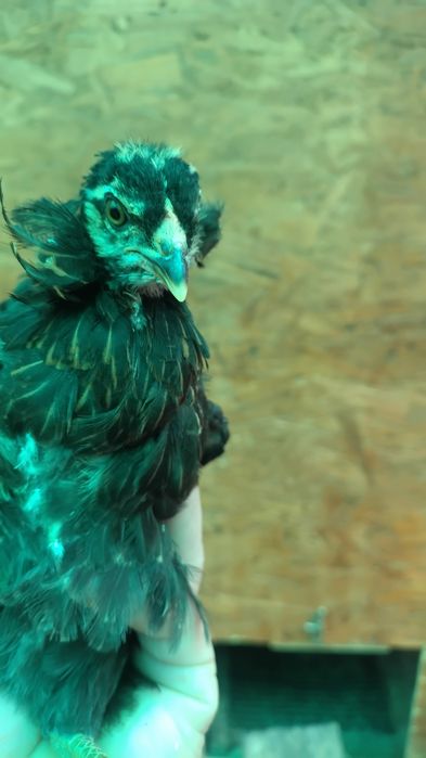 Pui de găină Araucana potârnichiu sălbatic.