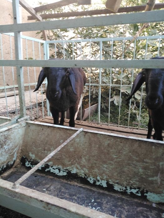 ЩКучкорлар сотилади