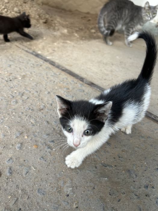 Котенок ищет дом