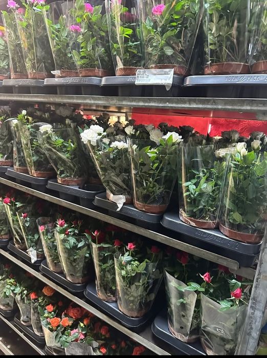 Мини рози-студоустойчиви