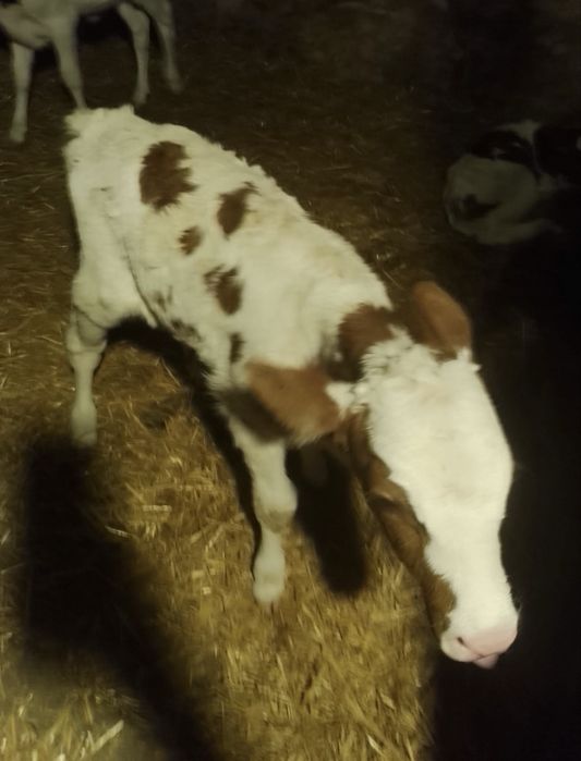 Vănd vițel ,are o lună jumate