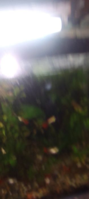 Аквариумы 100л 80л