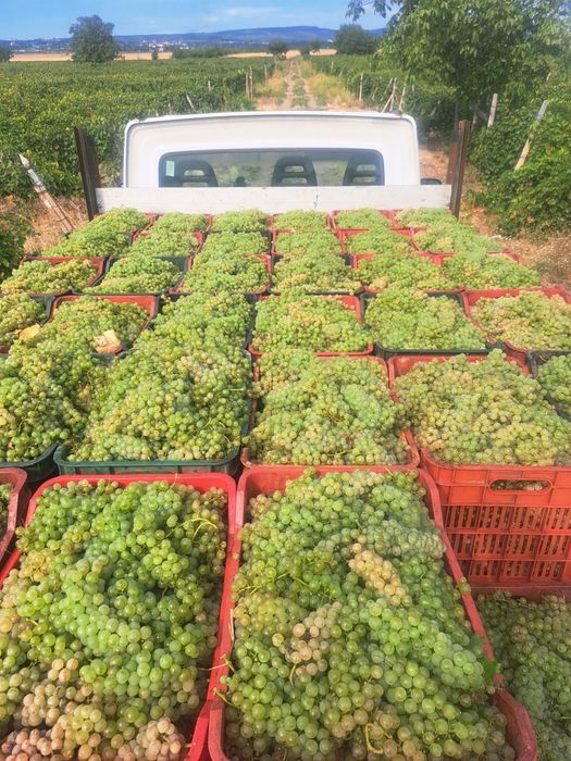 Struguri de vin feteasca regala resling galbena Odobești pentru Detali La 0735762558