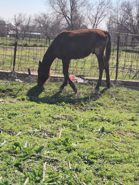 4 бас тай сатылады еркек