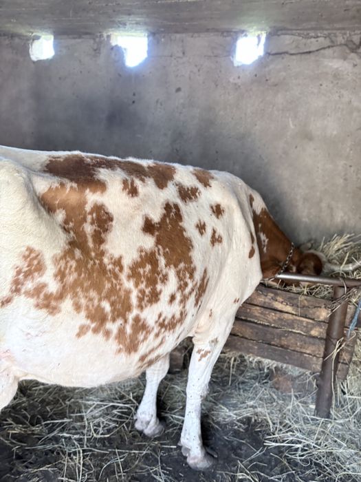Vaca baltata in 3 tatae buna si de lapte 10 l pe zi