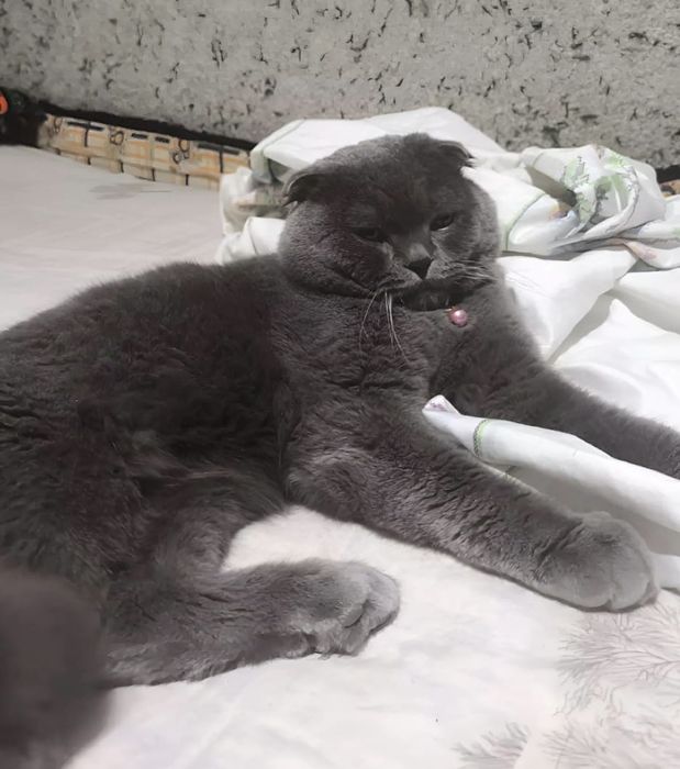 Вияскага кони тоза британский