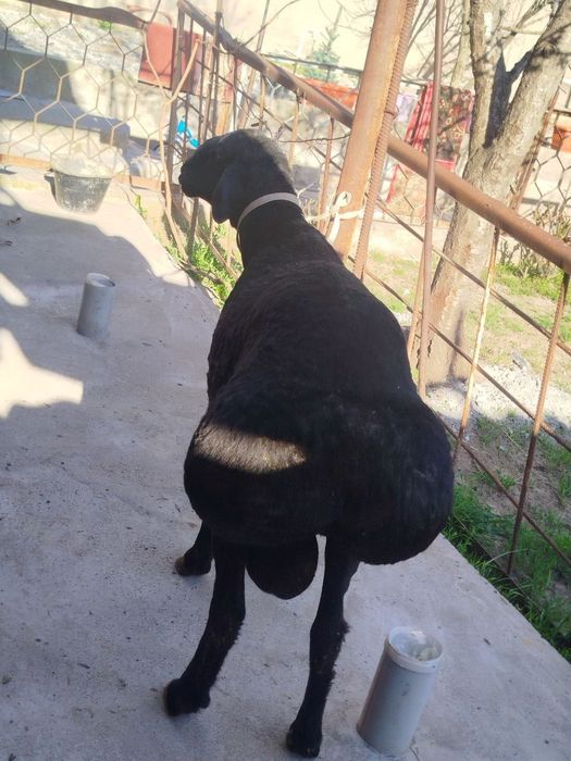 Qo'chqorlar sotiladi.