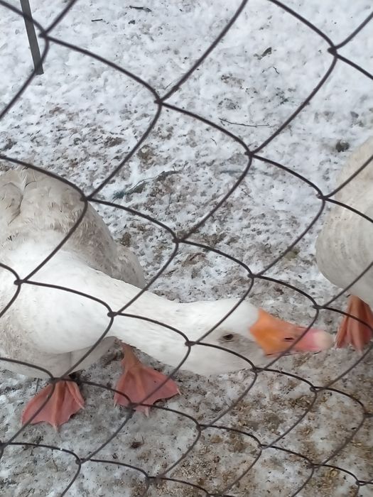 Продам гусей. Линда.