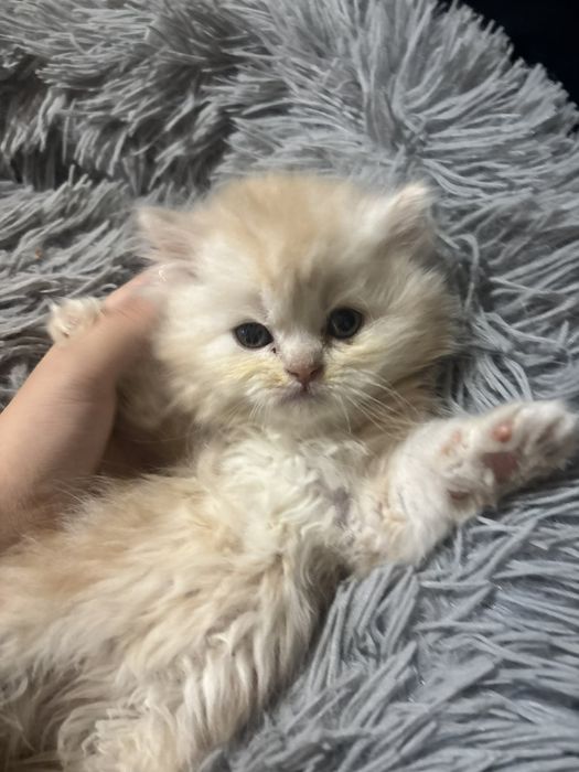 Персийски котенца