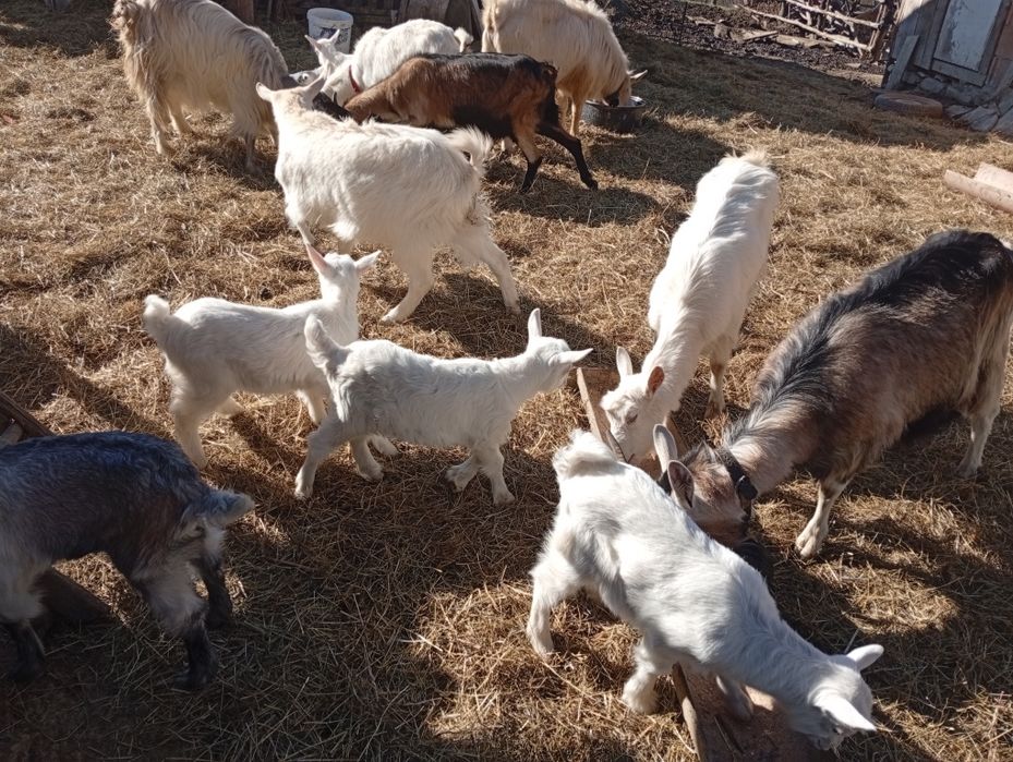 Capre bune de lapte cu iezi