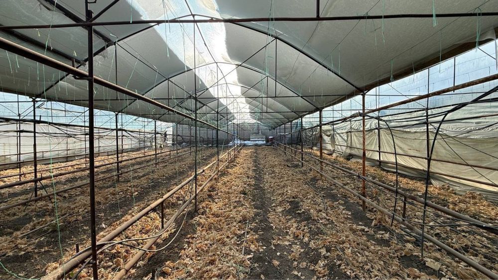 Yangi O’zbekiston, Mirzo Ulug’bek tum, Alisher obod mahallada yer