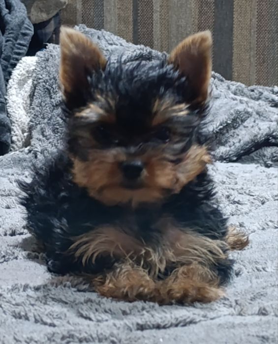 Элитная девочка Йоркширский терьер.