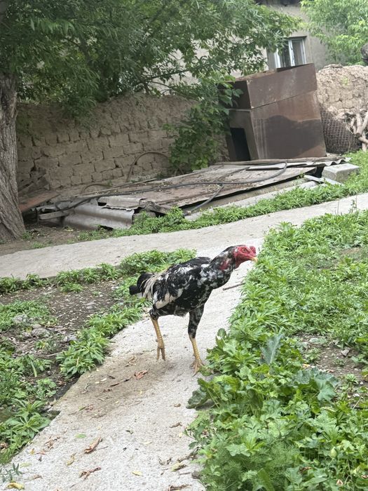 Дакан қаны таза зат