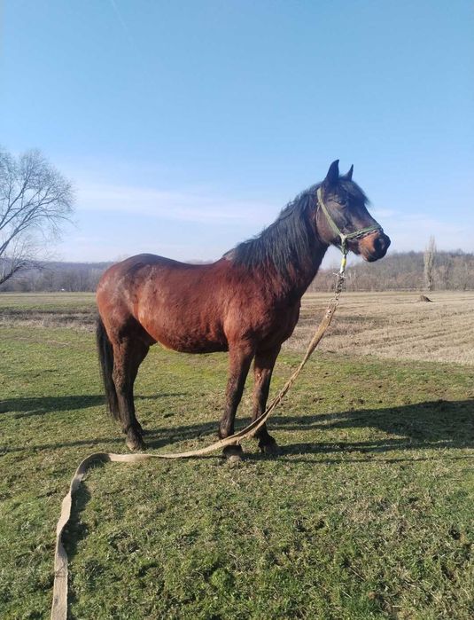 Vând cal cuminte și bun pentru muncile gospodariei