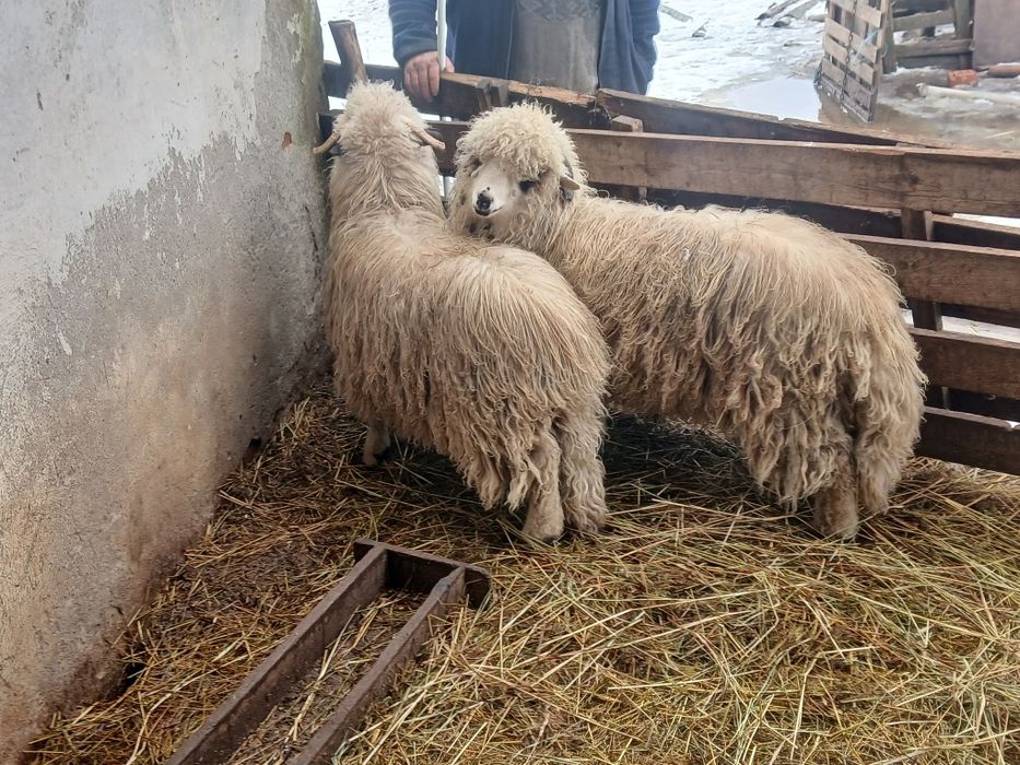 Vand 2 berbecuți de prasila