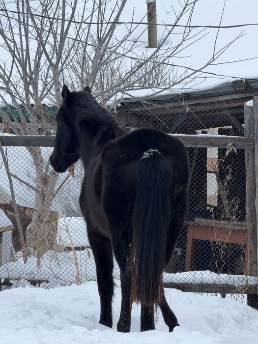 Продам кобылу 4 года