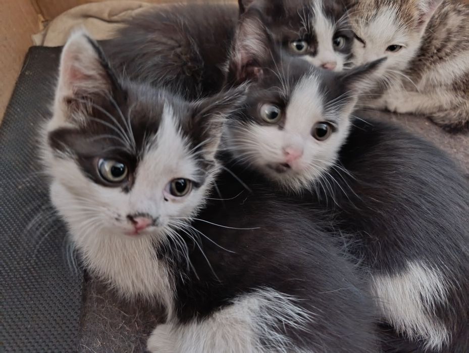 Отдам котят в добрые руки