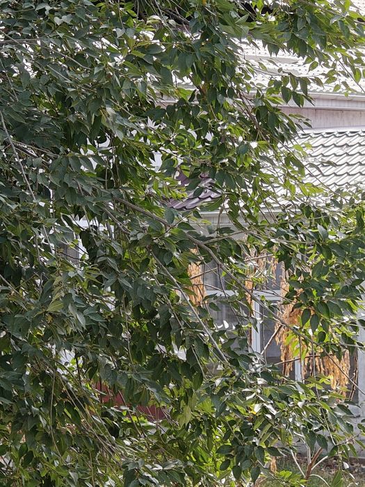 Продам Oppo find x6 pro