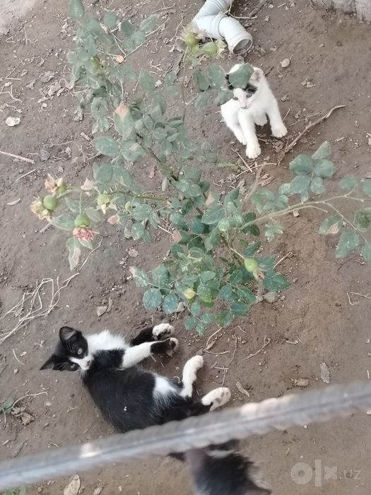 Хадяга берамиз. Домашние кошки.Отдам в харошие добрые руки!