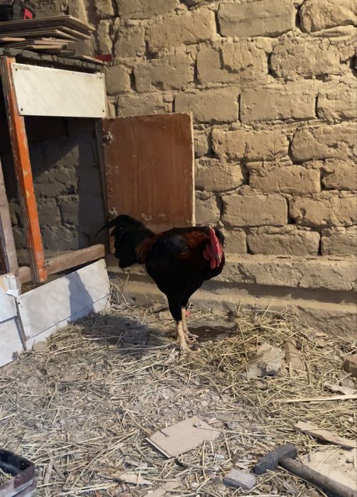 Чолпан сатлады Арыс қаласында