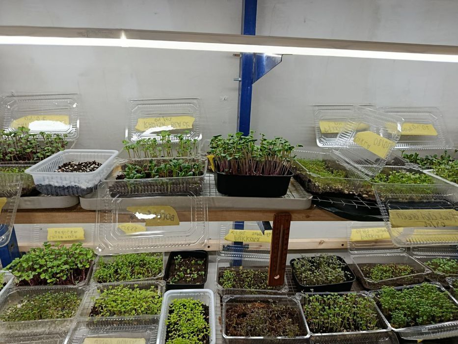 Микрозелин у'стирамиз