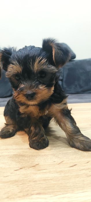 Йоркширски териер (без родословие)